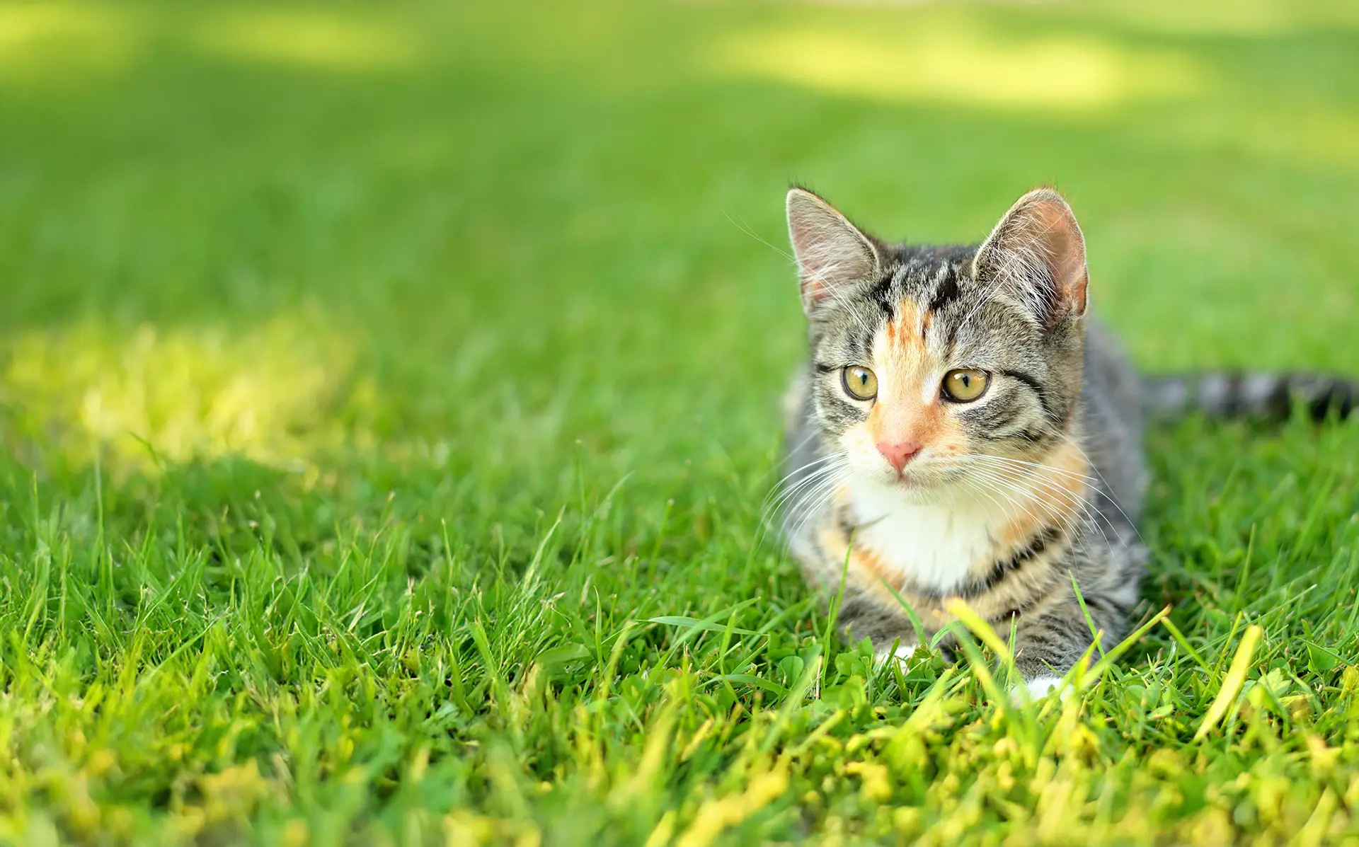 Cute tabby cat lying on grass