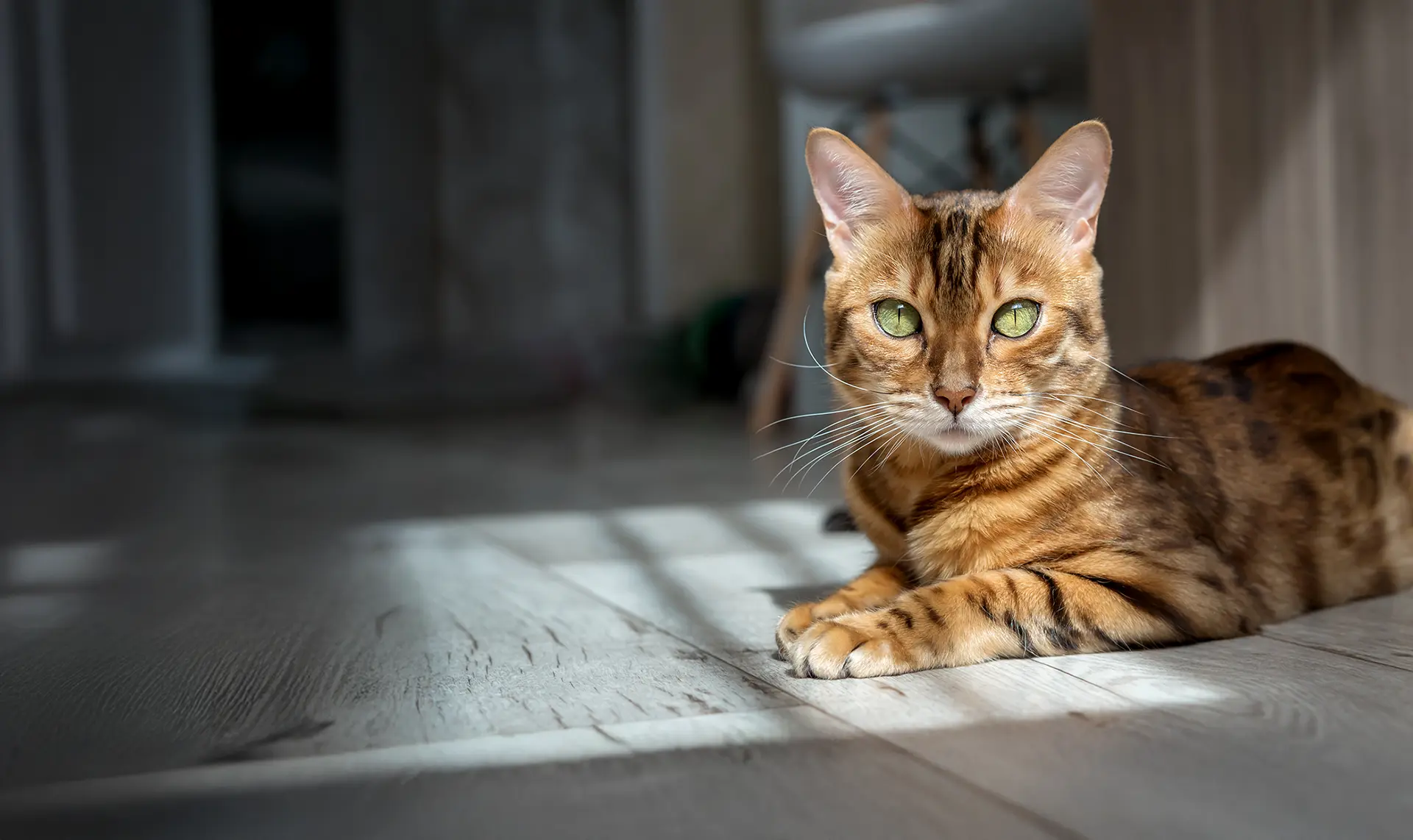 Bengal cat resting on the floor in the living room