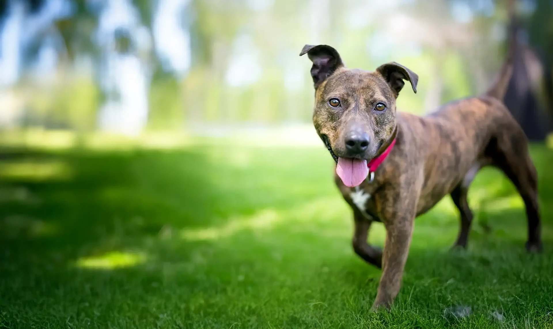 A happy brindle mixed breed dog with floppy ears standing outside