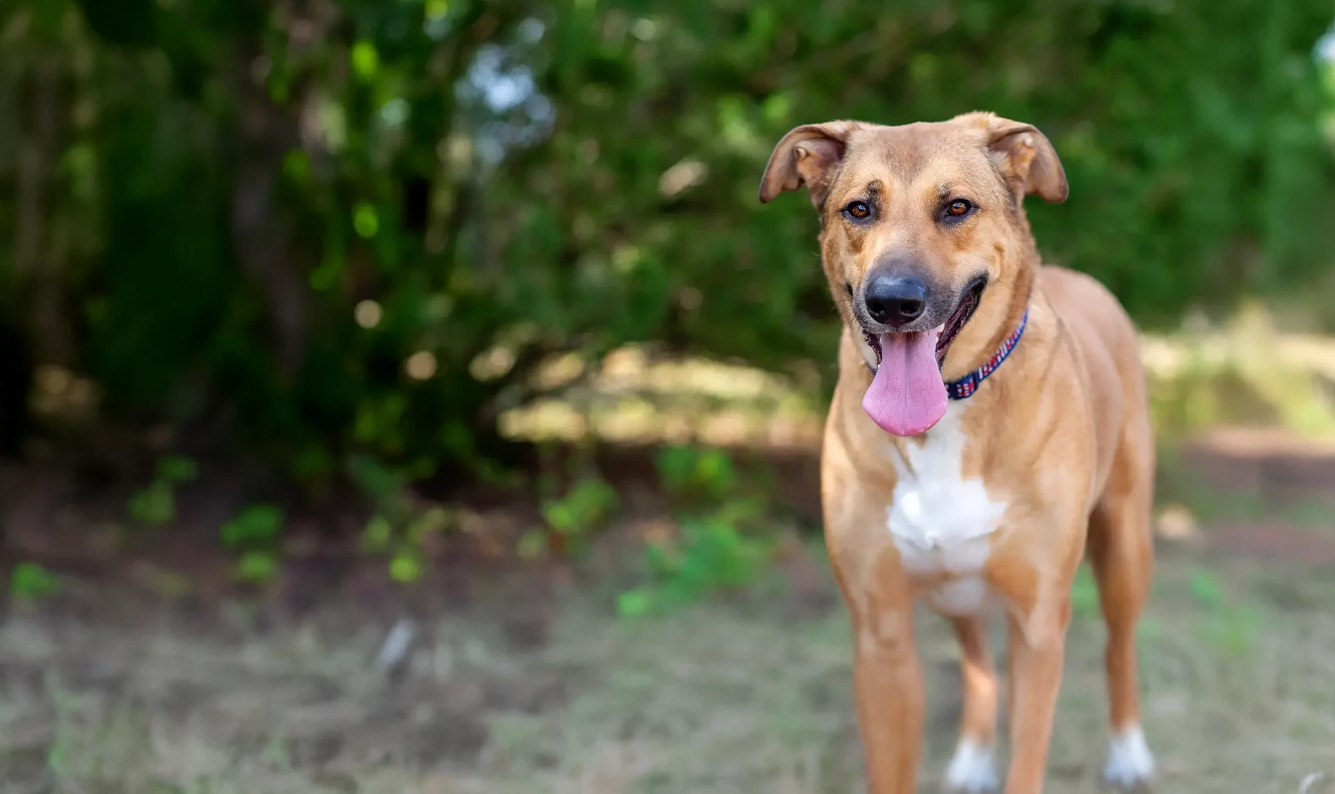 Anatolian German Shepherd mix on a beautiful sunny day