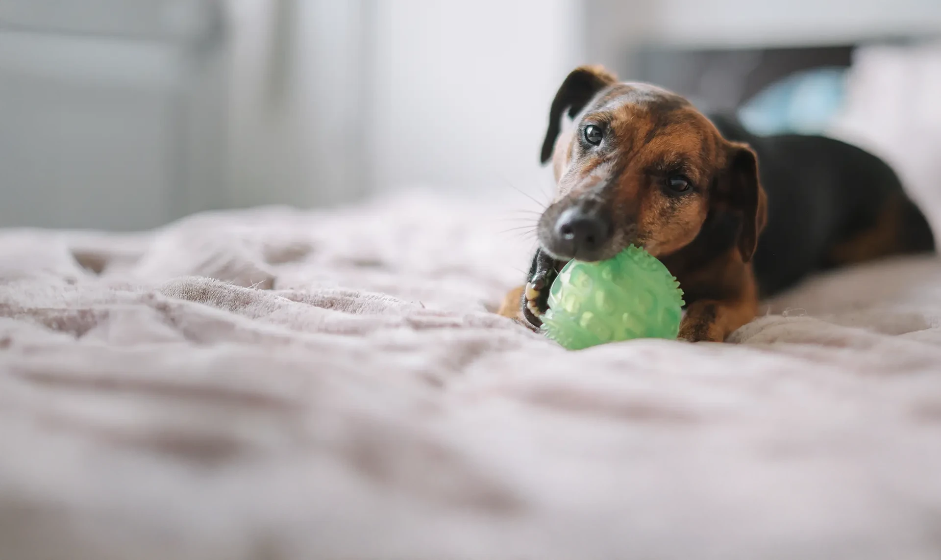 Cute mixed breed dog playing with a lime green toy