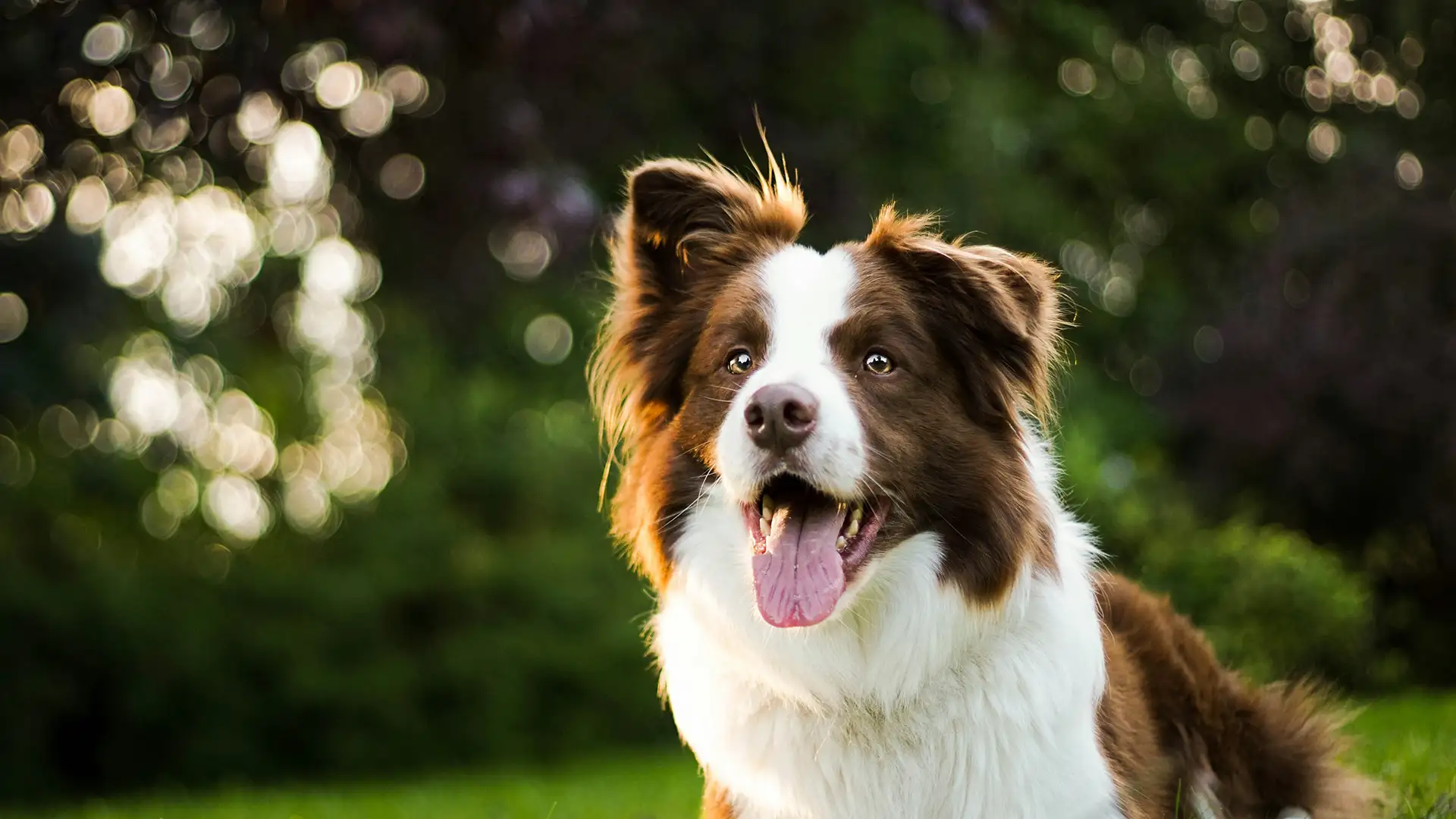 Dogs must be trained properly to be well behaved