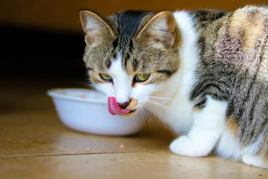 Tortie cat in front of bowl, licking lips.