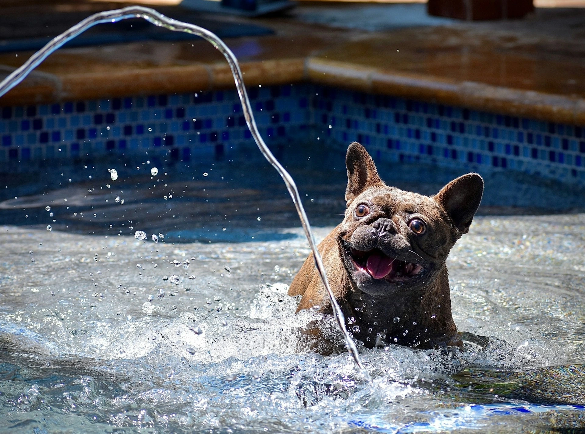 Dog playing in a pool