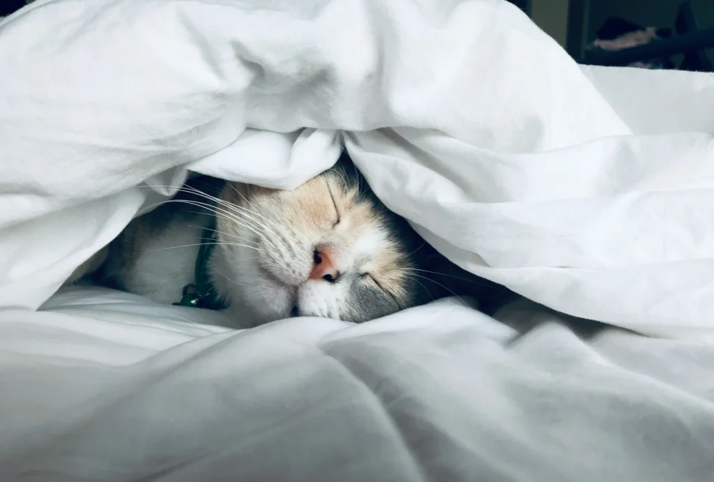 Cat under blanket with just its nose and mouth sticking out