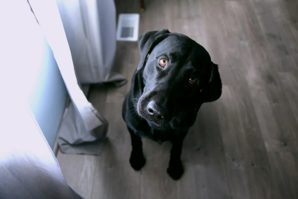 A black Labrador Retriever sitting on a gray wood-look floor.