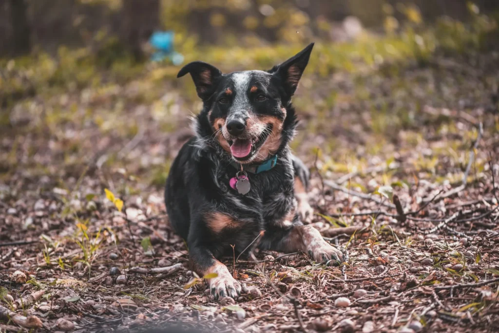 An Australian Cattle Dog lying down in a wooded area.