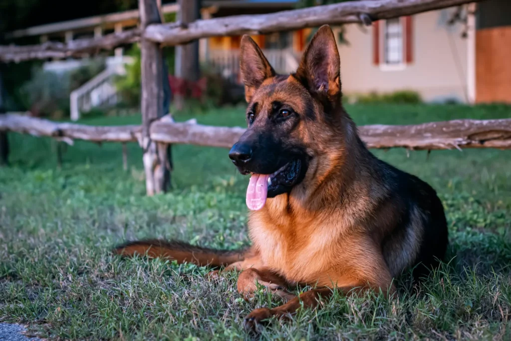 A German Shepherd dog lies in the green grass in front of a rustic wooden fence.