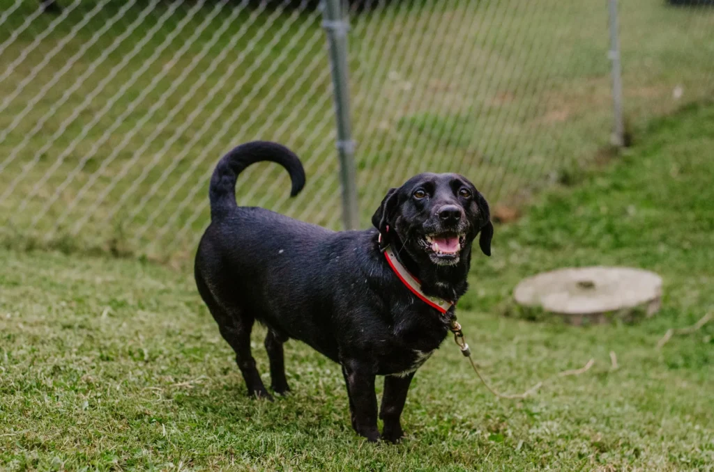 A black dog stands on a grassy lawn with a happy expression.