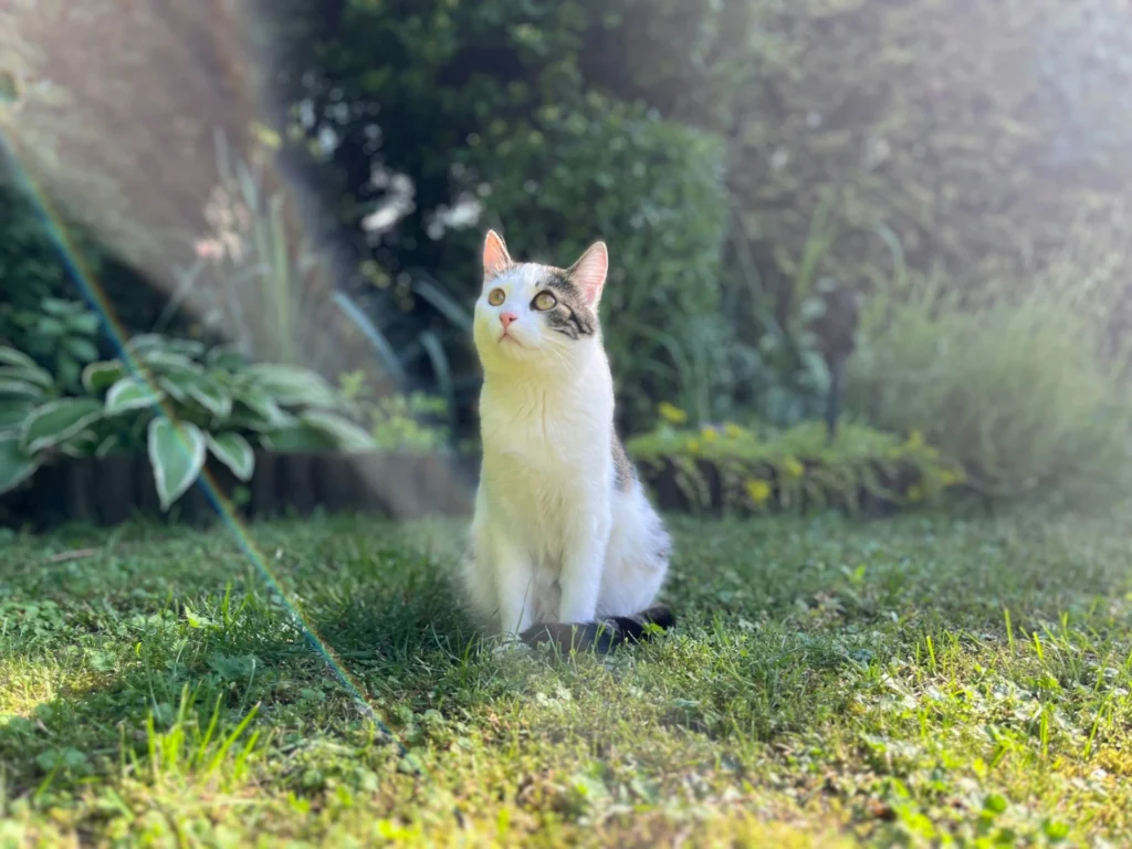 A cat sits upright on a lawn while a soft sun flare streaks across the garden background.