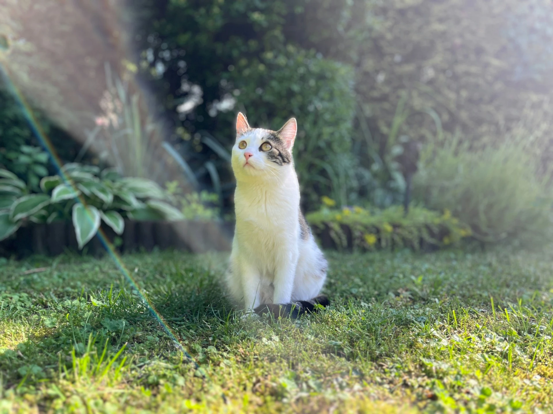 A cat sits upright on a lawn while a soft sun flare streaks across the garden background.