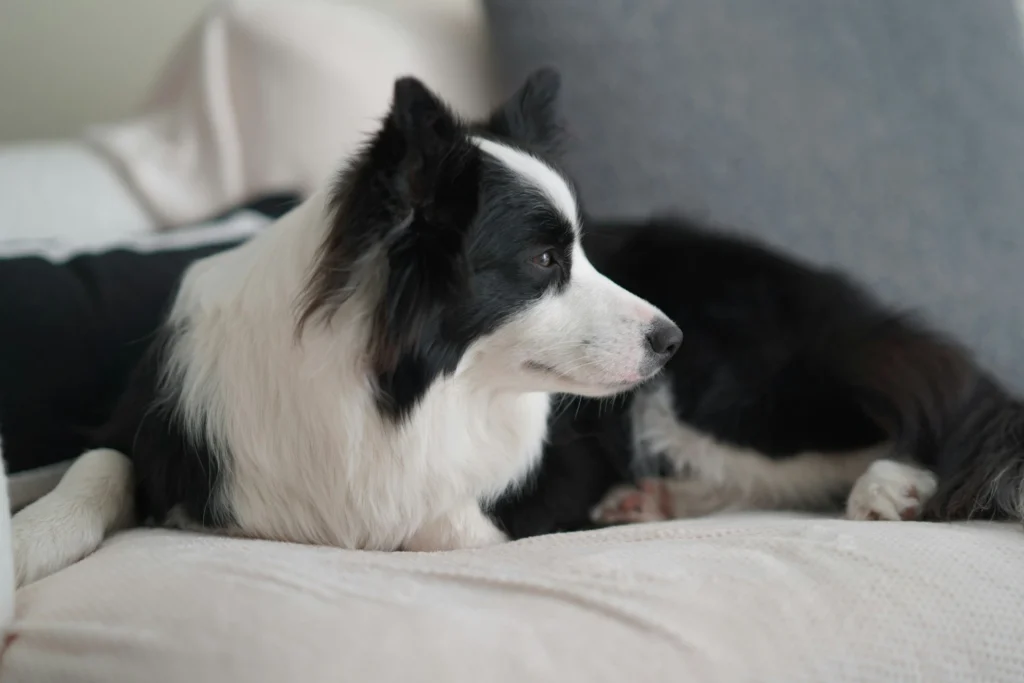 A black and white Border Collie lies comfortably on a light-colored sofa, looking calmly off to the right in profile.