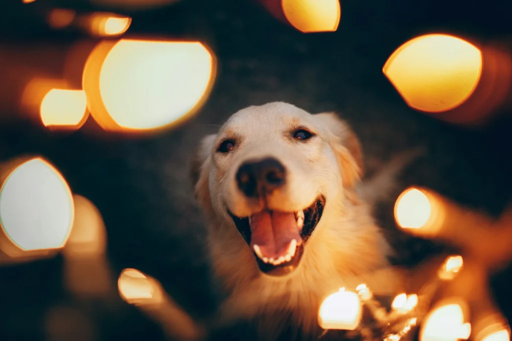 A Golden Retriever framed by large, warm golden bokeh light circles in the foreground.