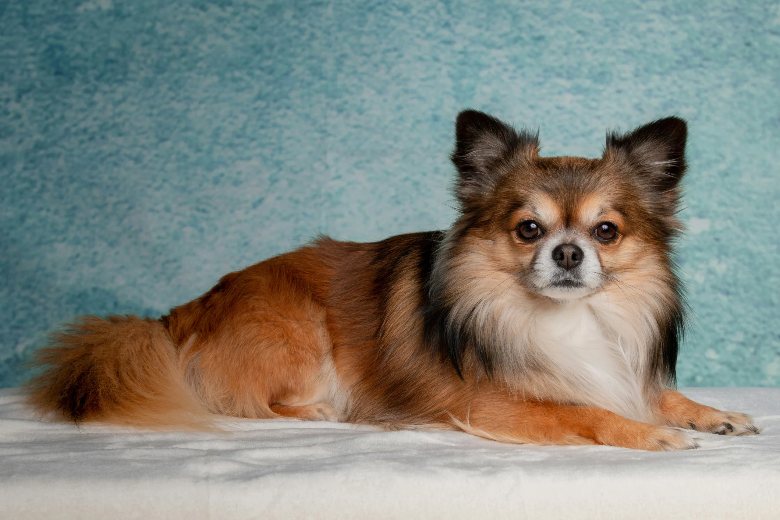 A long-haired, brown and white dog lies down on a white surface against a textured blue background.