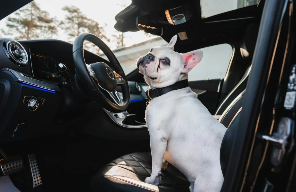 A French Bulldog sits in the driver's seat of a car.
