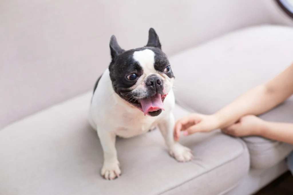 A French Bulldog sits on a light-colored couch next to a person's hand reaching out toward it.