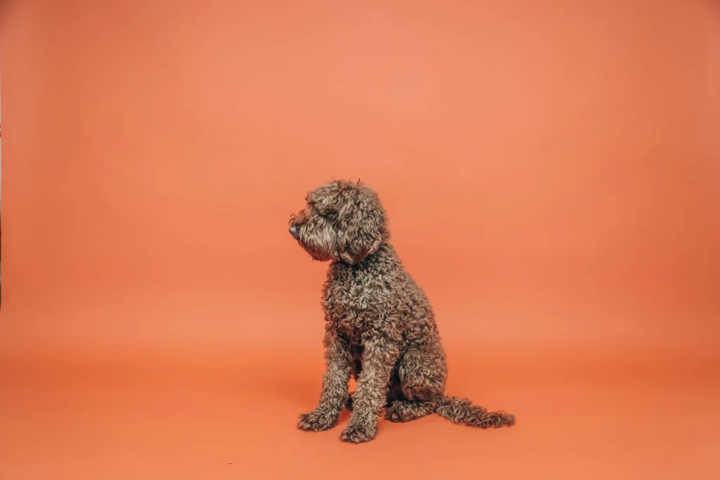 A poodle mix sits in profile, looking towards the left against a solid orange studio background.