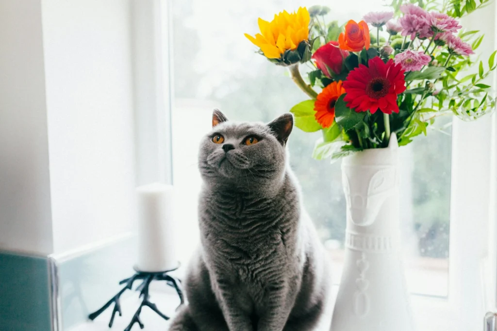 A British Shorthair cat sits on a windowsill next to a vase filled of colorful flowers.