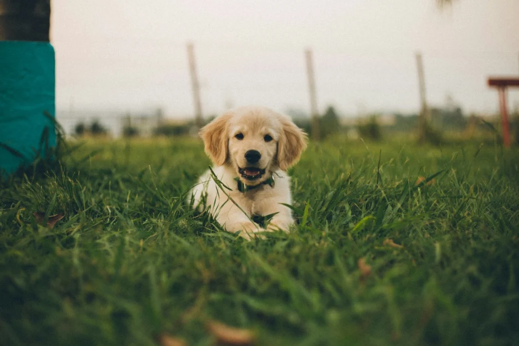 A Golden Retriever puppy lying down in lush green grass.