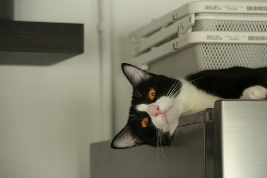 A tuxedo cat lies on top of a refrigerator, tilting its head sideways to peer over the edge.