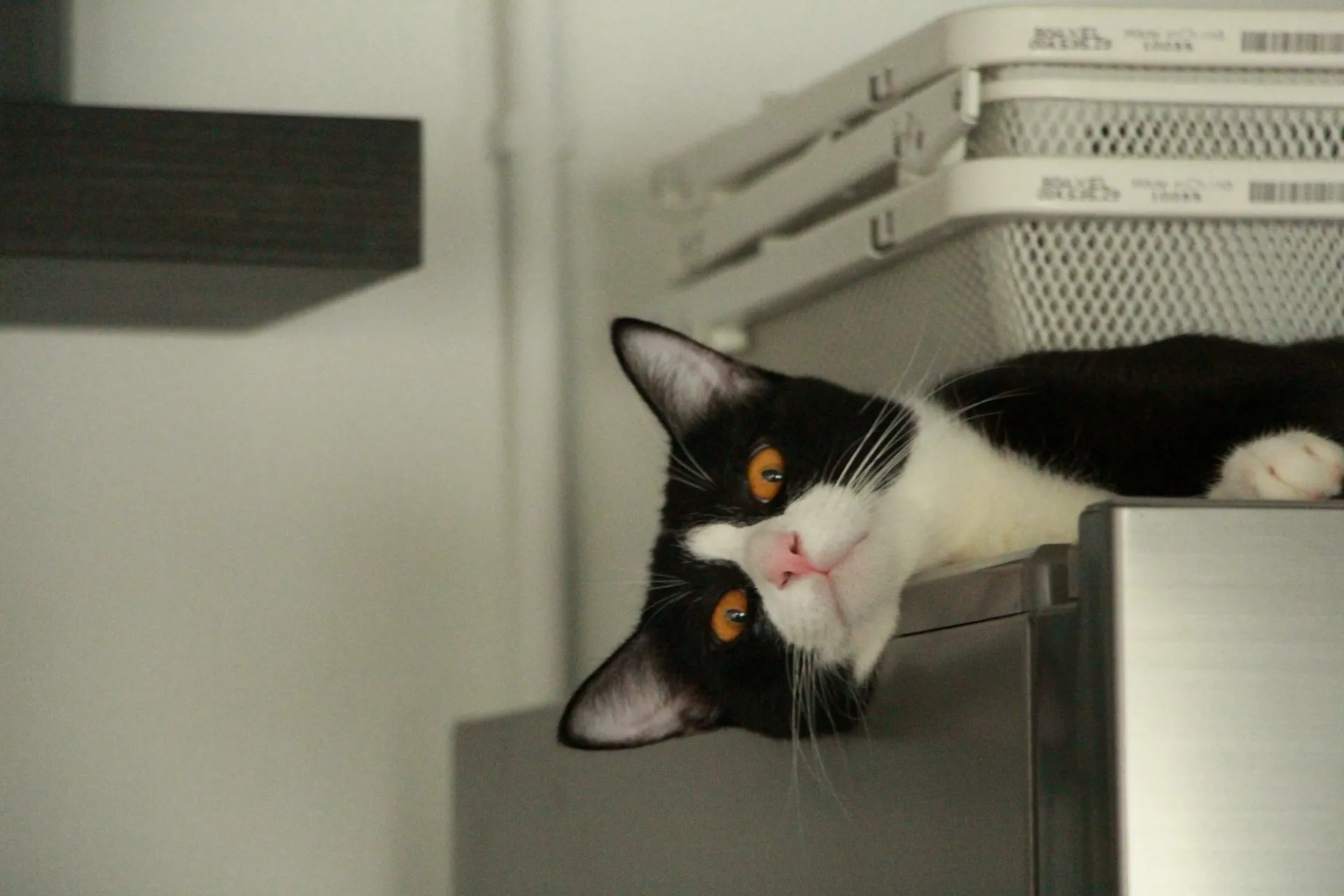 A tuxedo cat lies on top of a refrigerator, tilting its head sideways to peer over the edge.