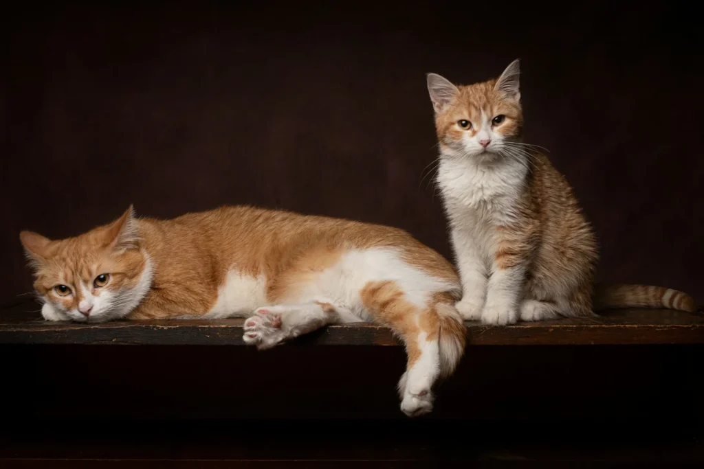 Two orange cats on a wooden ledge against a dark brown background.