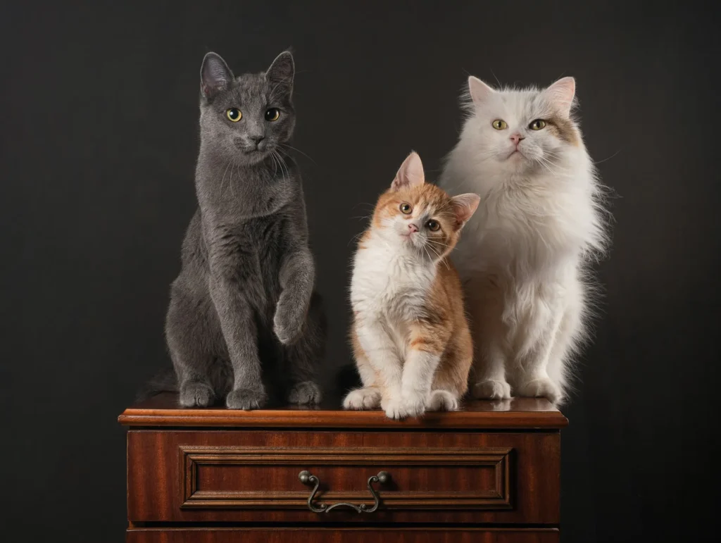 Three cats sit side-by-side on top of a wooden dresser against a dark gray background.