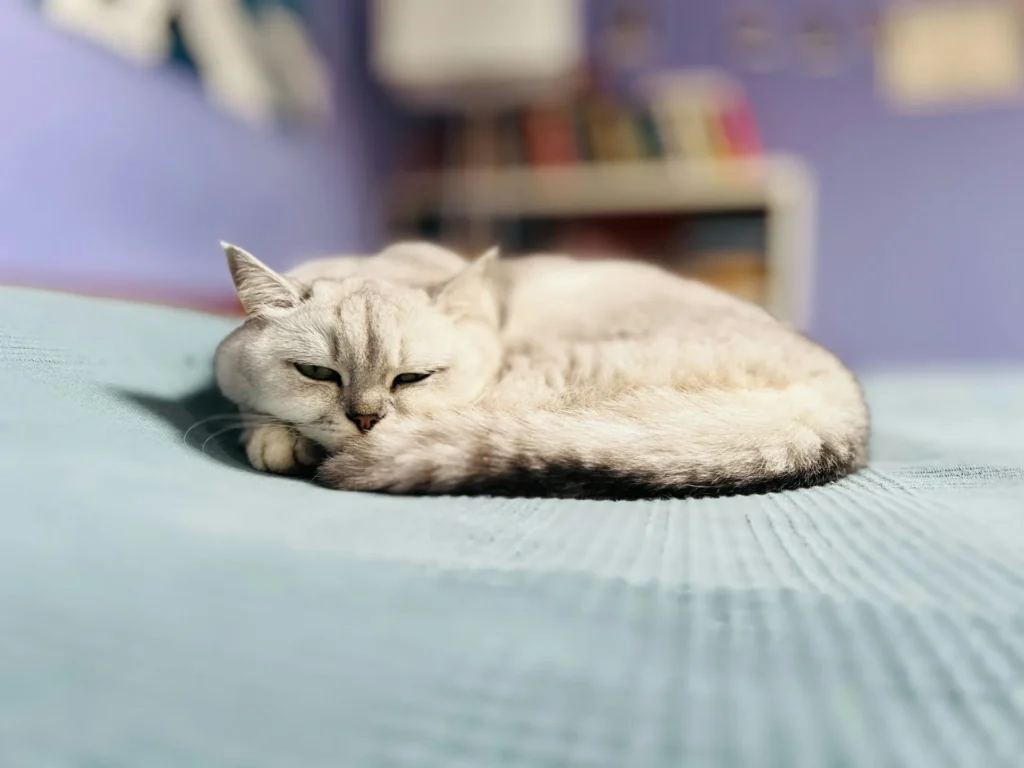 A tabby cat curled up in a tight circle on a soft blue blanket.