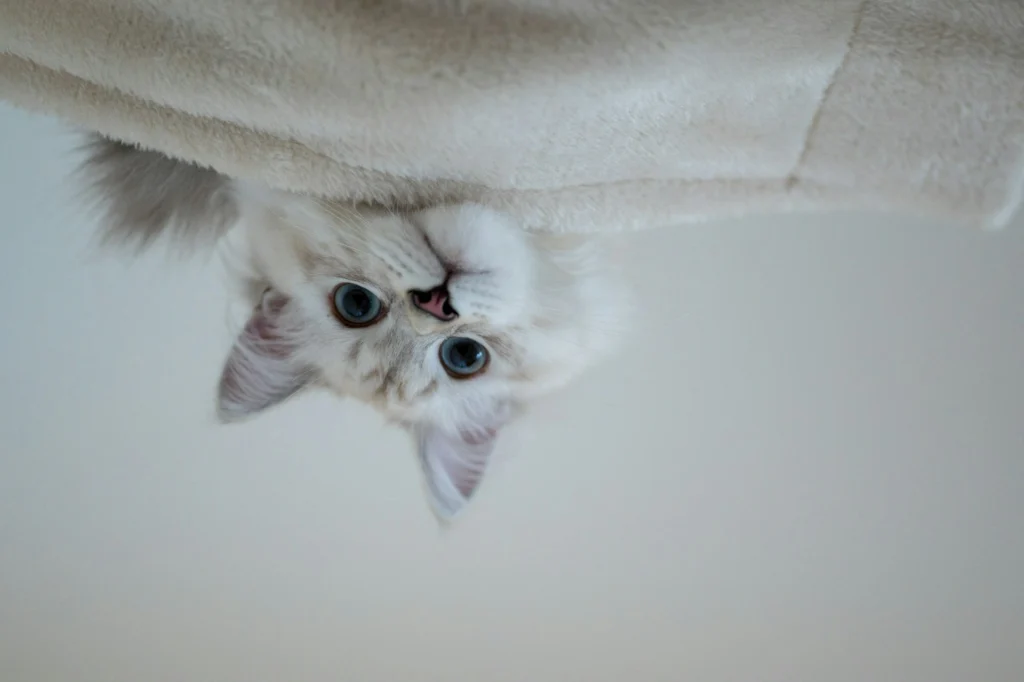 A cat with bright blue eyes is upside down, playfully peeking out from under the edge of a soft blanket.