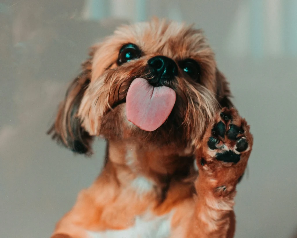 A Shih Tzu with its tongue out and raising a paw against a clear glass windowpane.