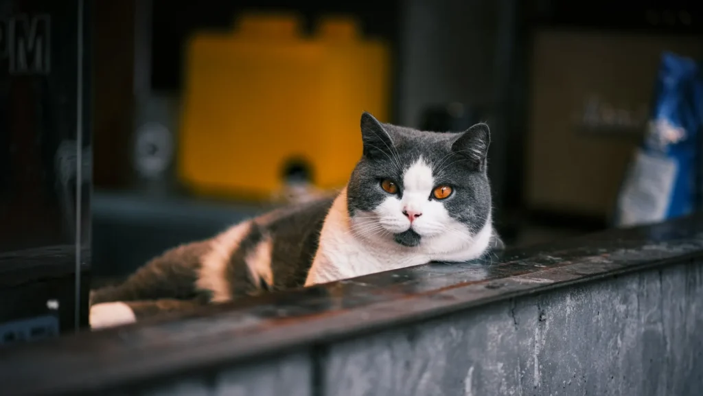 A British Shorthair cat rests its chin on a dark counter against a blurred indoor background.